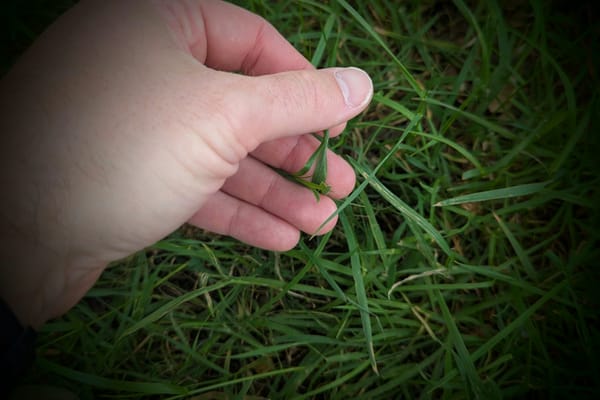 Hand holding blades of grass